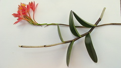 Epidendrum cinnabarinum
