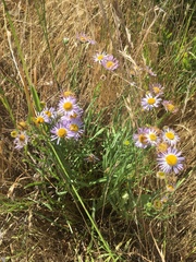 Erigeron decumbens