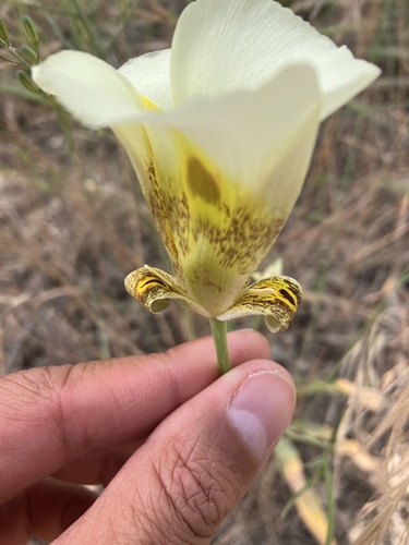 Image of Calochortus superbus by no rights reserved