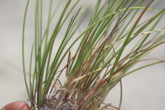 Festuca cretacea