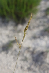 Festuca cretacea