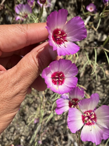 slender clarkia (Clarkia gracilis)