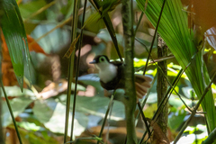 White-Breasted Antbird photo 1