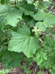 Ribes wolfii