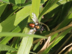 Gymnocheta viridis