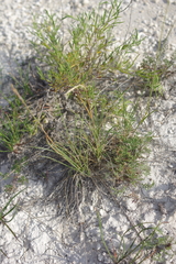 Festuca cretacea
