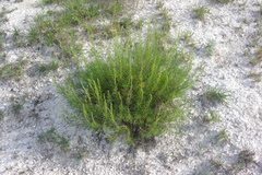 Artemisia salsoloides
