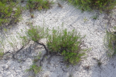 Artemisia salsoloides