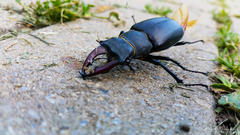 Lucanus cervus