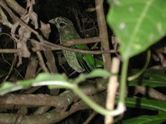 Ailuroedus maculosus