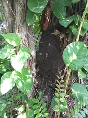 Nasutitermes corniger