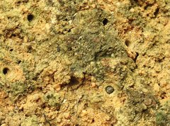 Heptodonta posticalis