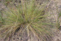 Festuca beckeri