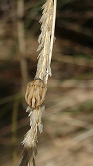 Homaemus