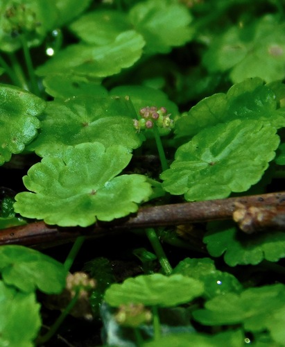 Sibthorp's Pennywort
