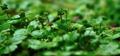 Sibthorp's Pennywort