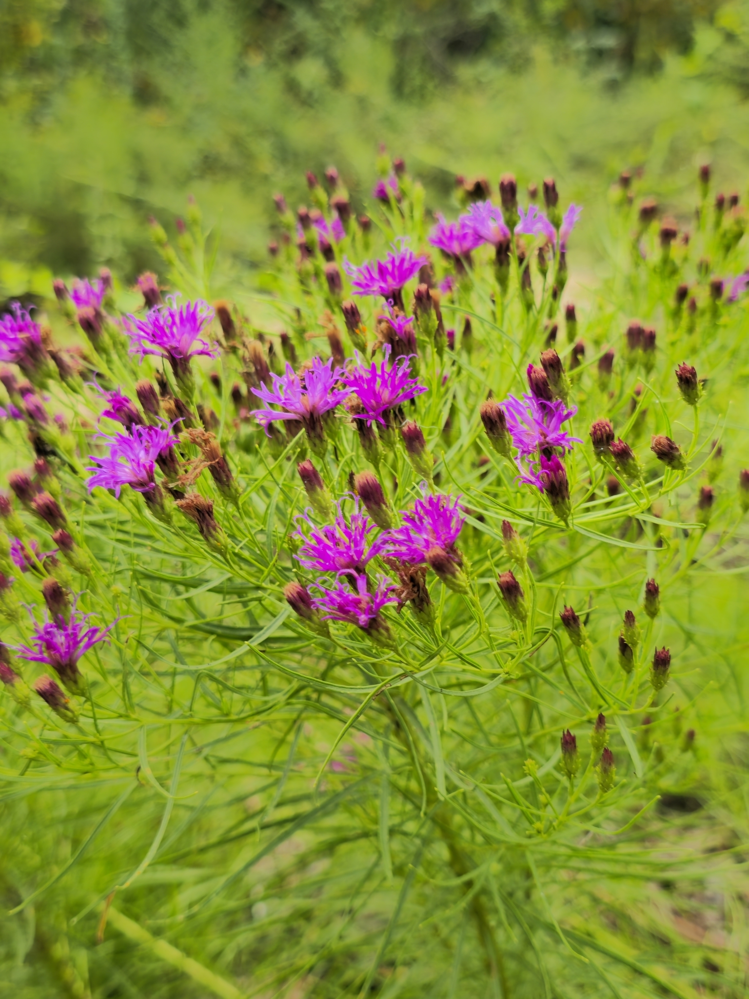 Vernonia lettermannii