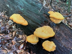 Aurantiporus croceus