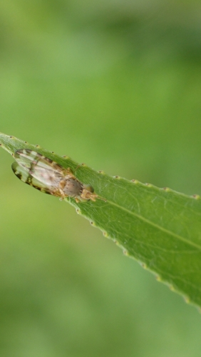 Ragwort Fly, Jachthaven Z.v. de Lek, 3434 Nieuwegein, Nederland, photo 4 of 10