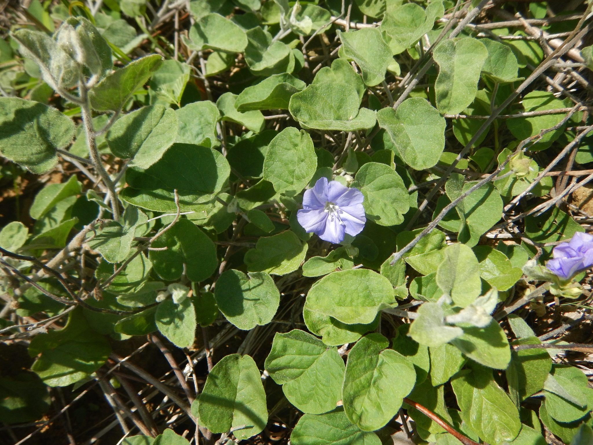 Jacquemontia cumanensis