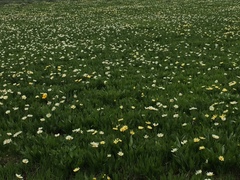 Wyethia helianthoides