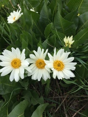 Wyethia helianthoides