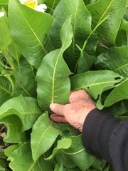 Wyethia helianthoides