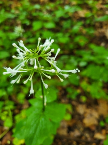 Image of Valeriana pauciflora by (c) Erin Collins, some rights reserved (CC BY)