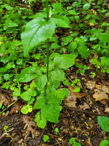 Image of Valeriana pauciflora by (c) Erin Collins, some rights reserved (CC BY)