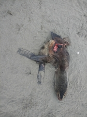 Arctocephalus townsendi