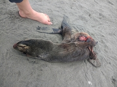 Arctocephalus townsendi