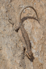 Urosaurus ornatus wrighti