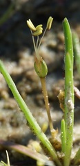 Littorella uniflora