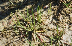 Littorella uniflora