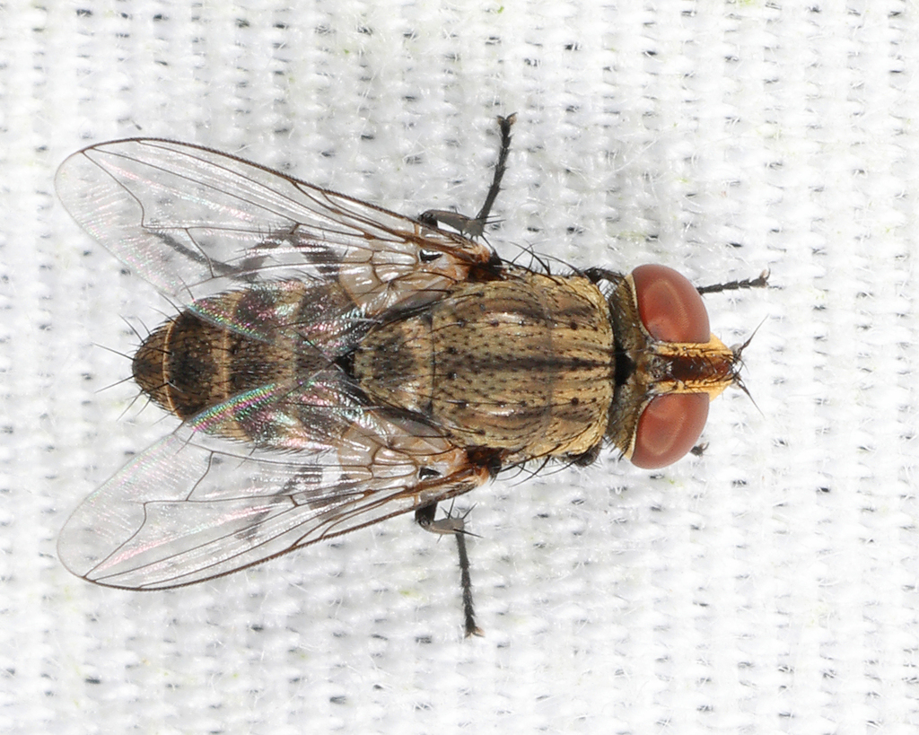 Senotainia