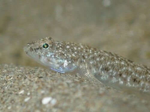 Marbled goby (Pomatoschistus marmoratus) — Gobiidae — 3