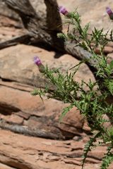 Cirsium calcareum