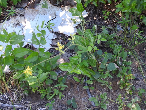 Image of Rhynchosia latifolia by (c) Sam Kieschnick, some rights reserved (CC BY)