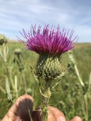 Cirsium hydrophilum hydrophilum