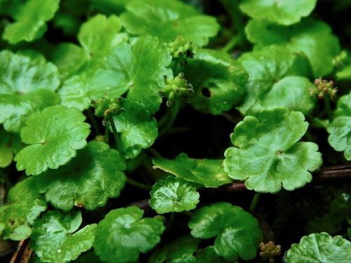 Sibthorp's Pennywort