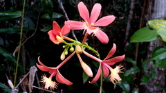 Epidendrum cinnabarinum
