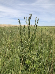 Cirsium hydrophilum hydrophilum
