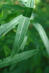 Euphorbia semivillosa