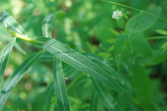 Euphorbia semivillosa