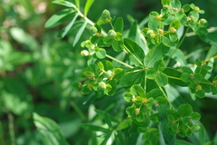 Euphorbia semivillosa