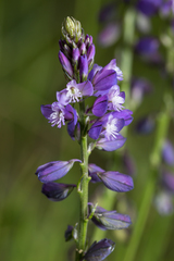Polygala wolfgangiana