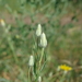 Gelasia ensifolia - Photo (c) Сергей Дудов, algunos derechos reservados (CC BY-NC), uploaded by Сергей Дудов