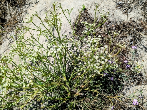 Image of Seseli tortuosum by no rights reserved