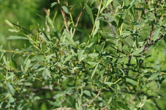 Salix vinogradovii