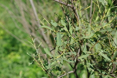 Salix vinogradovii